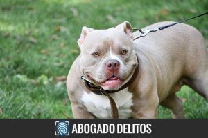 Delito de lesiones por mordedura de perro